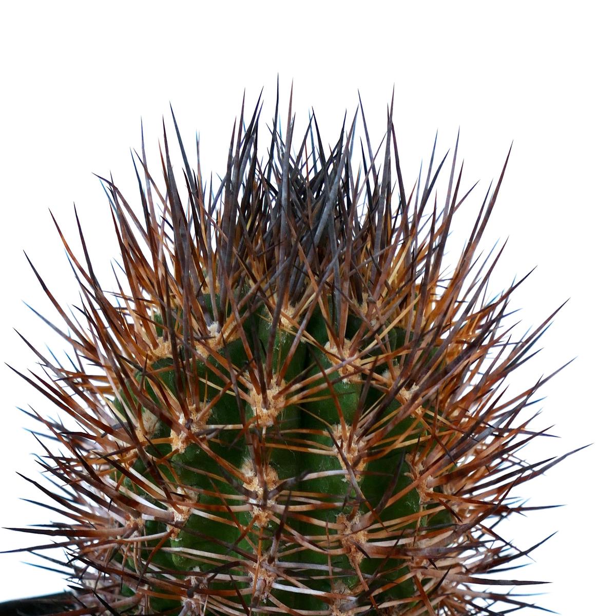 Eriosyce limariensis YELLOW FLOWERS SEEDS