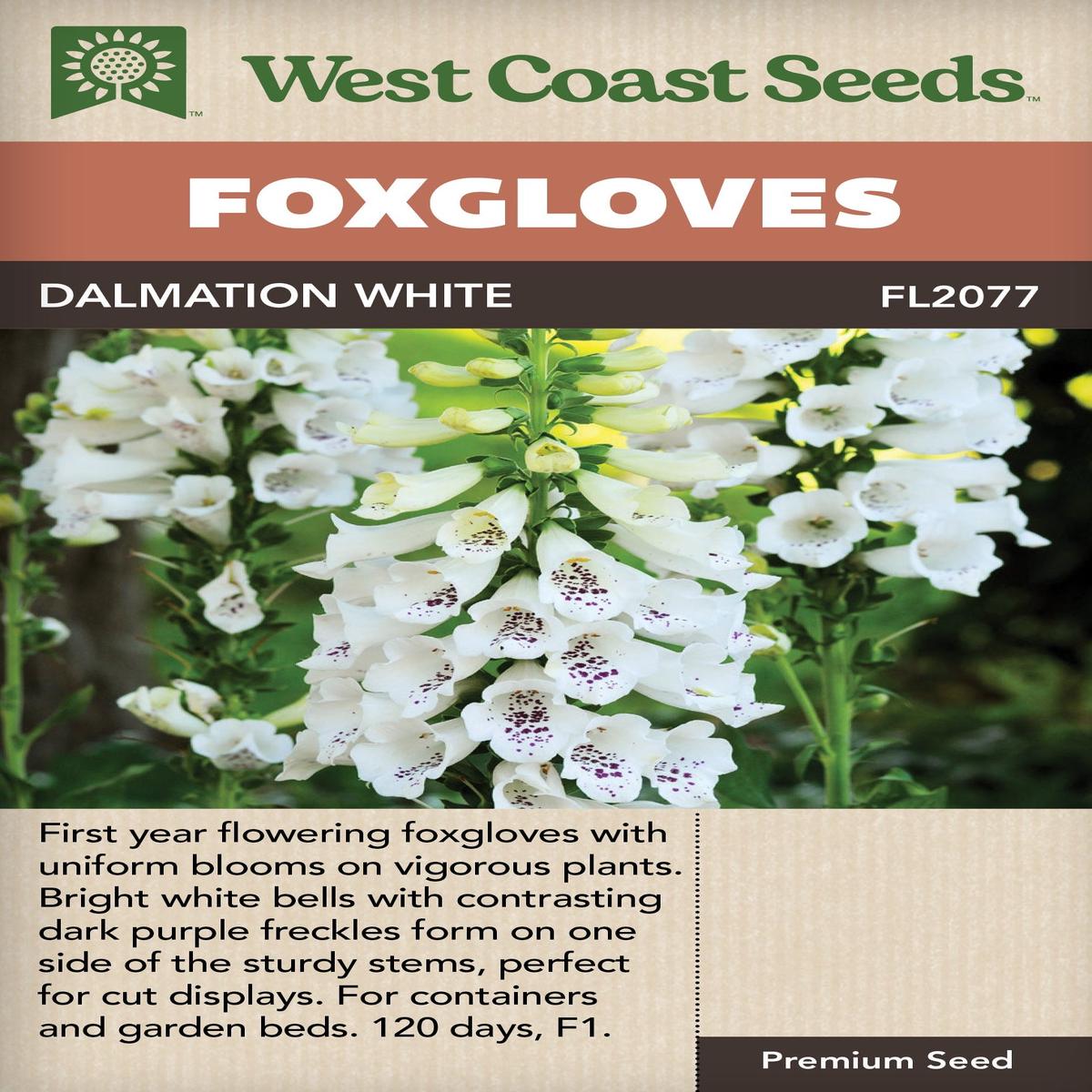 Foxgloves Dalmation White - West Coast Seeds