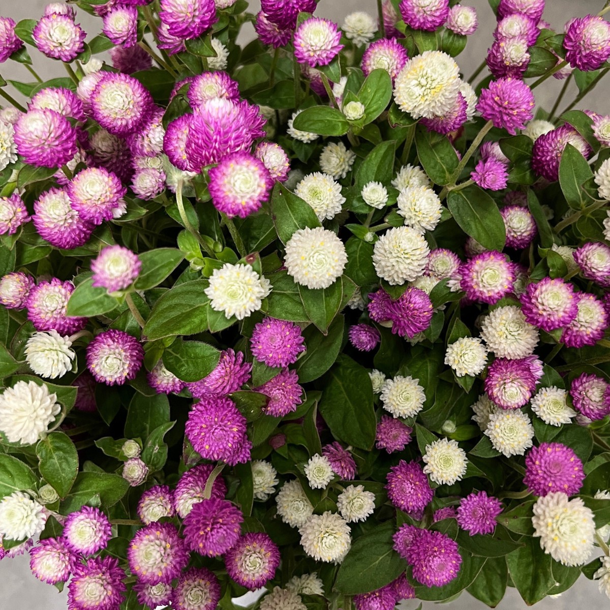 Gomphrena, Audray Pastels Mix