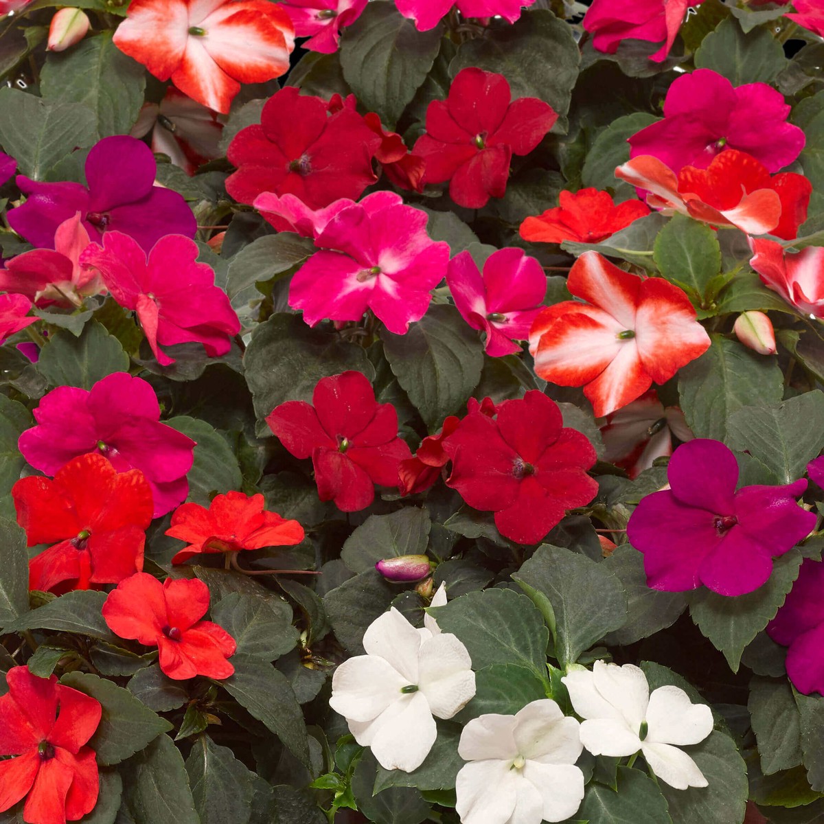 Impatiens Imara XDR Mixed