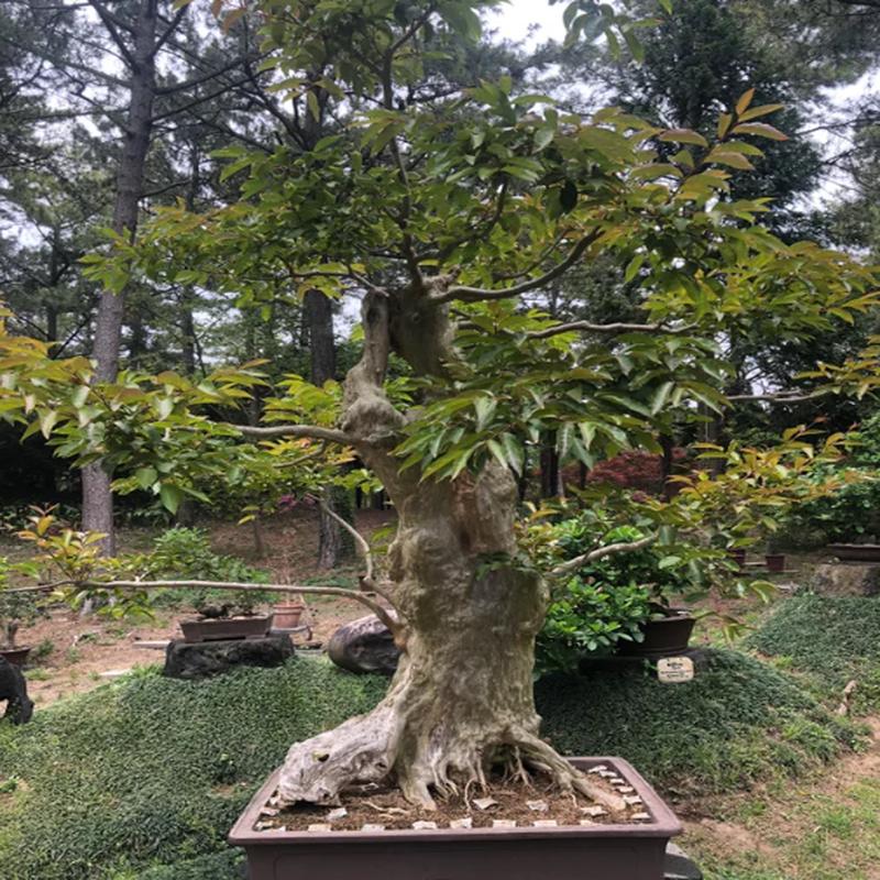 Japanese Pagoda Tree - Styphnolobium japonicum / Sophora japonica - Exotic / Rare Bonsai Tree - 5 Seeds
