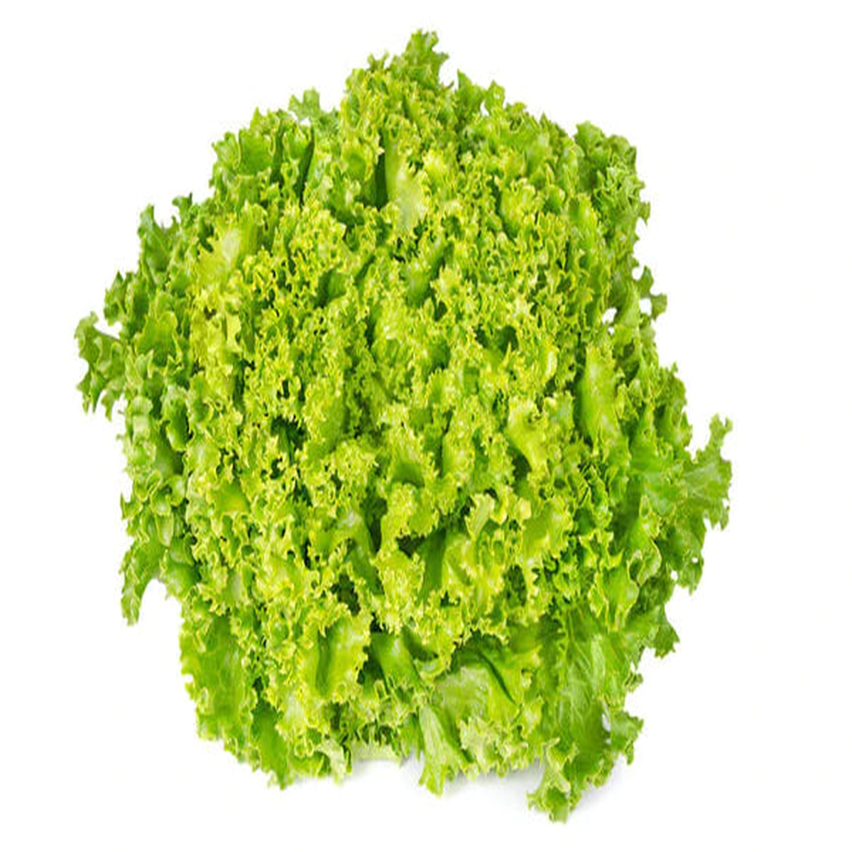 Lettuce Lollo Bionda Seeds - Organic Garden Seeds -    
