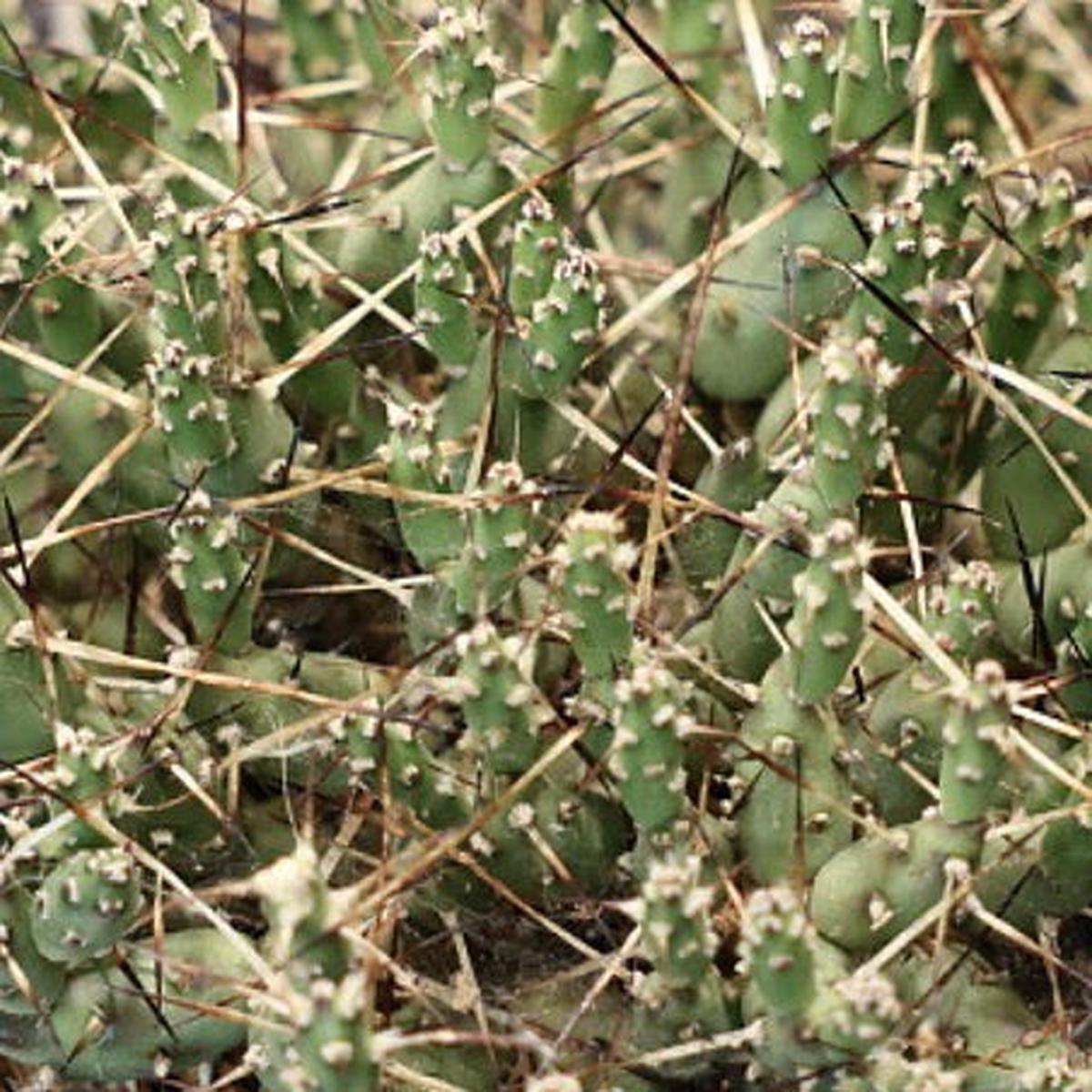 Maihueniopsis molfinoi (El Moreno) SEEDS