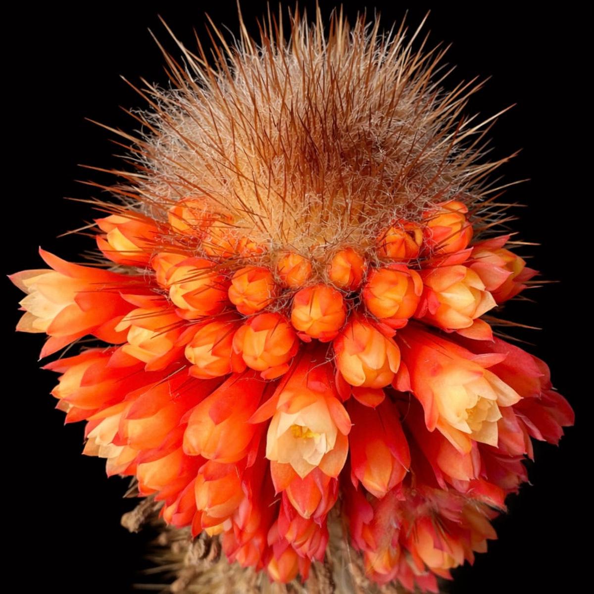 Micranthocereus flaviflorus SEEDS