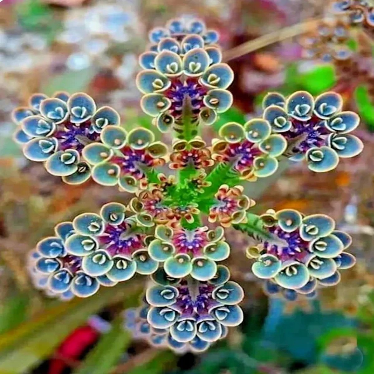 Mother of Millions (Kalanchoe tubiflora) Drought Tolerant Plant Seeds - 25 Seeds