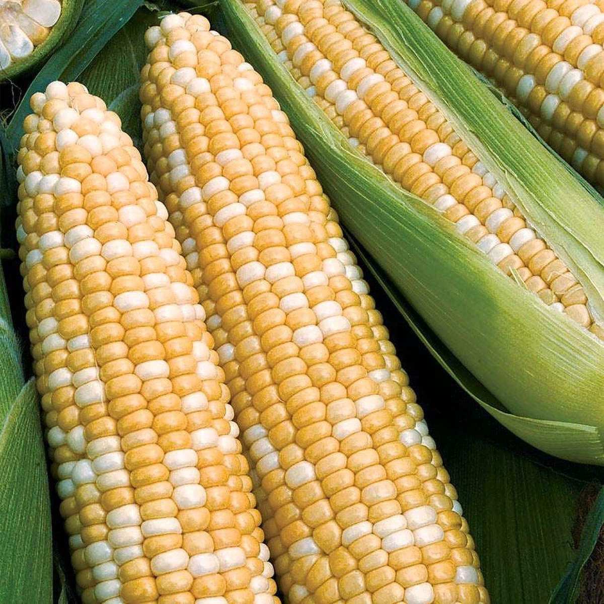 Obsession Hybrid Sweet Corn Seeds