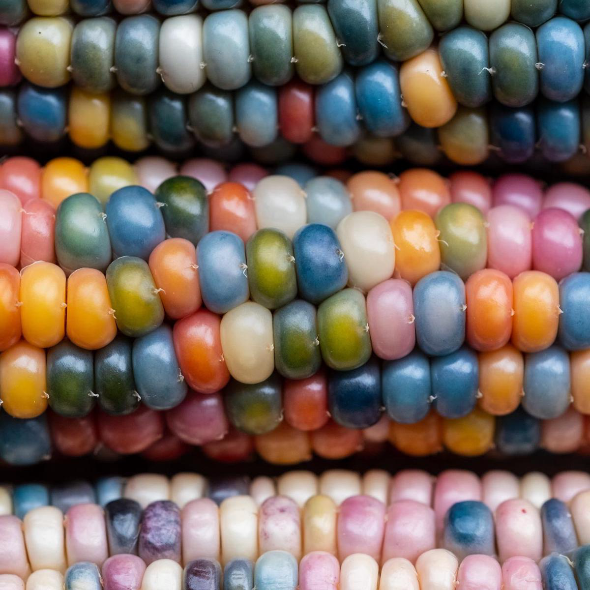 Organic Glass Gem Popcorn (Zea mays)