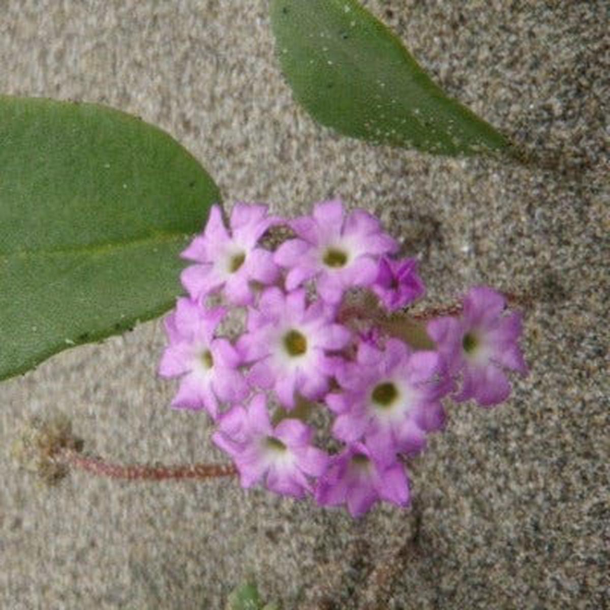 Organic Native Pink Sand Verbena - Metchosin Farm Seeds