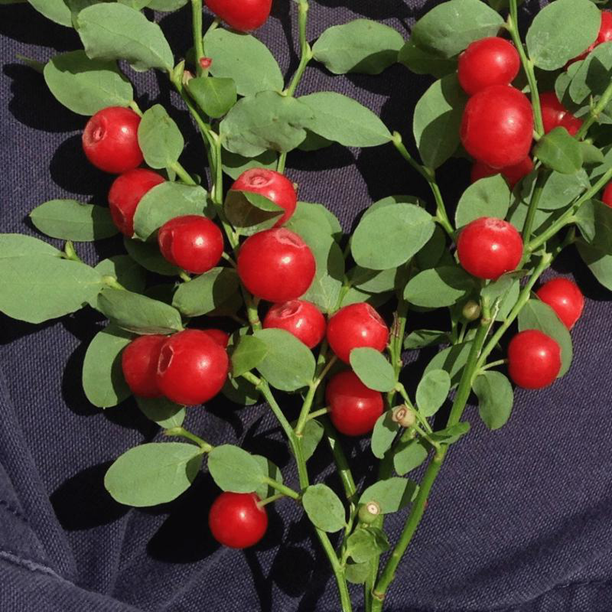 Organic Native Red Huckleberry 8211 Metchosin Farm Seeds