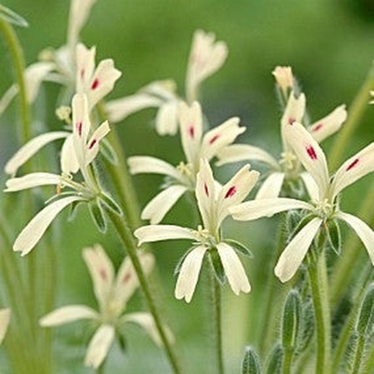Pelargonium Appendiculatum - Indigenous South African Shrub - 5 Seeds