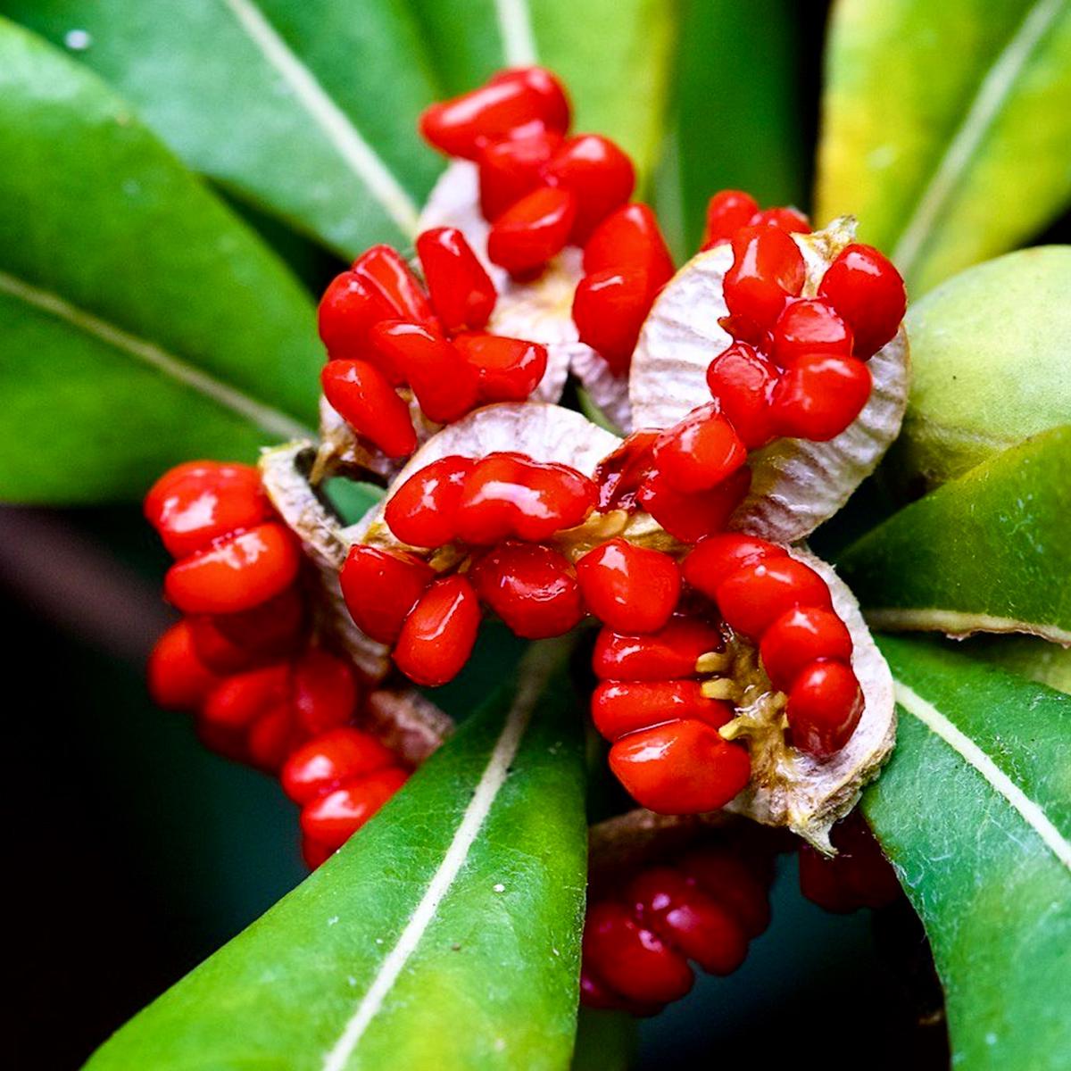 Pittosporum tobira SEEDS