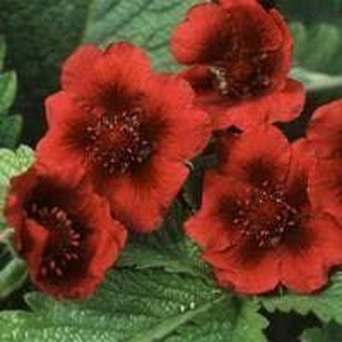 Potentilla Monarch's Velvet Seeds