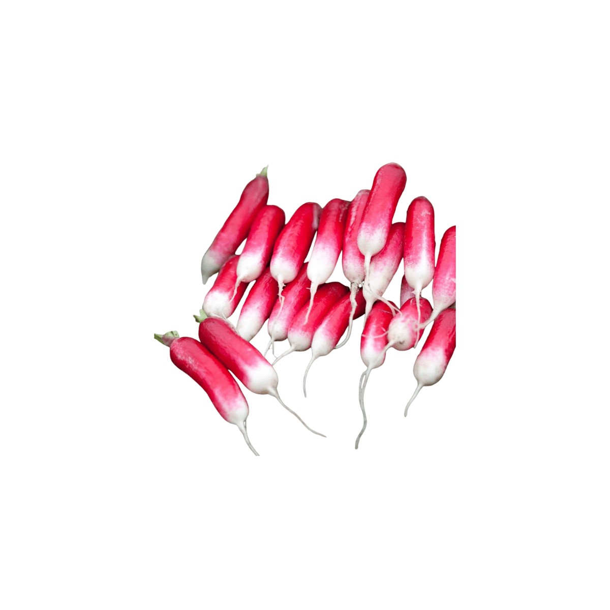 Radish French Breakfast Organic Seeds | OSC Seeds