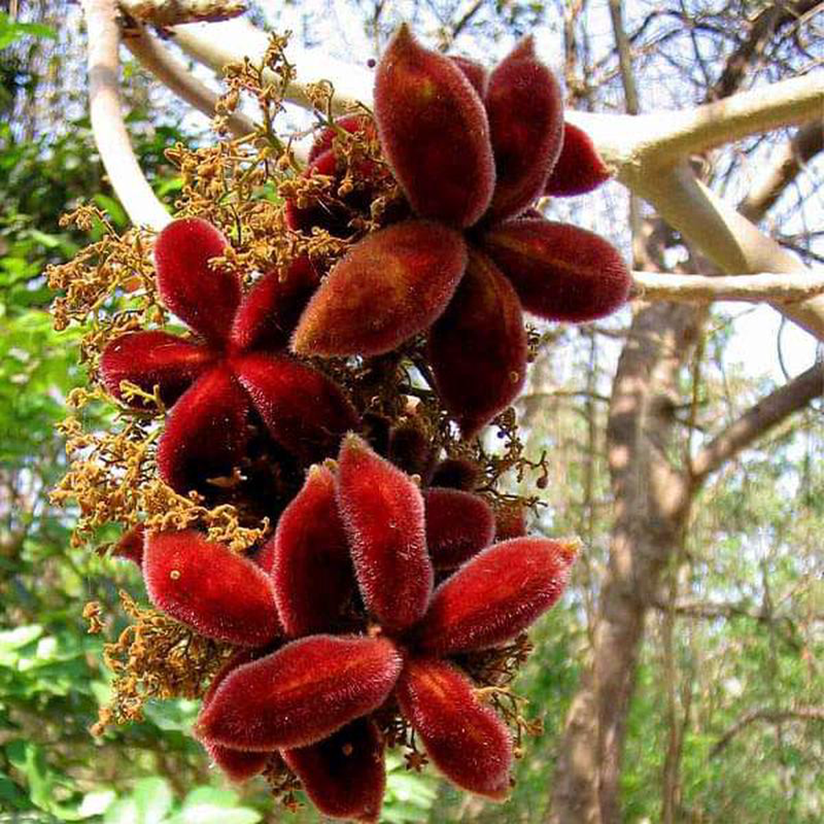 Sterculia Urens Indian Gum 8211 05 kg Seeds