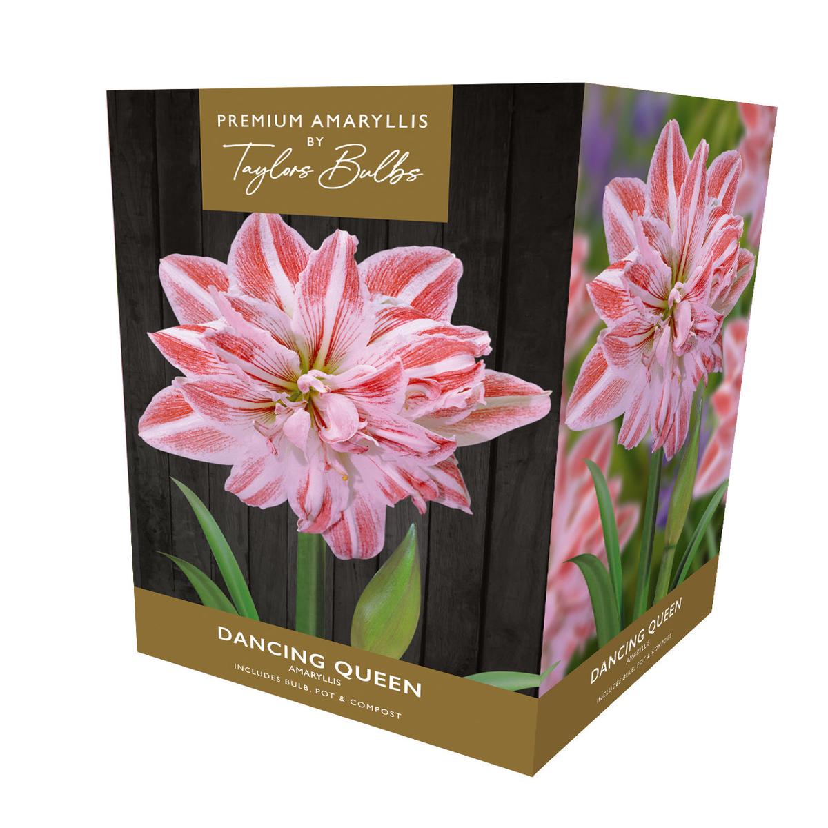 Taylors - Amaryllis Bulb Gift Pack - Dancing Queen - Double striped Red and White flower