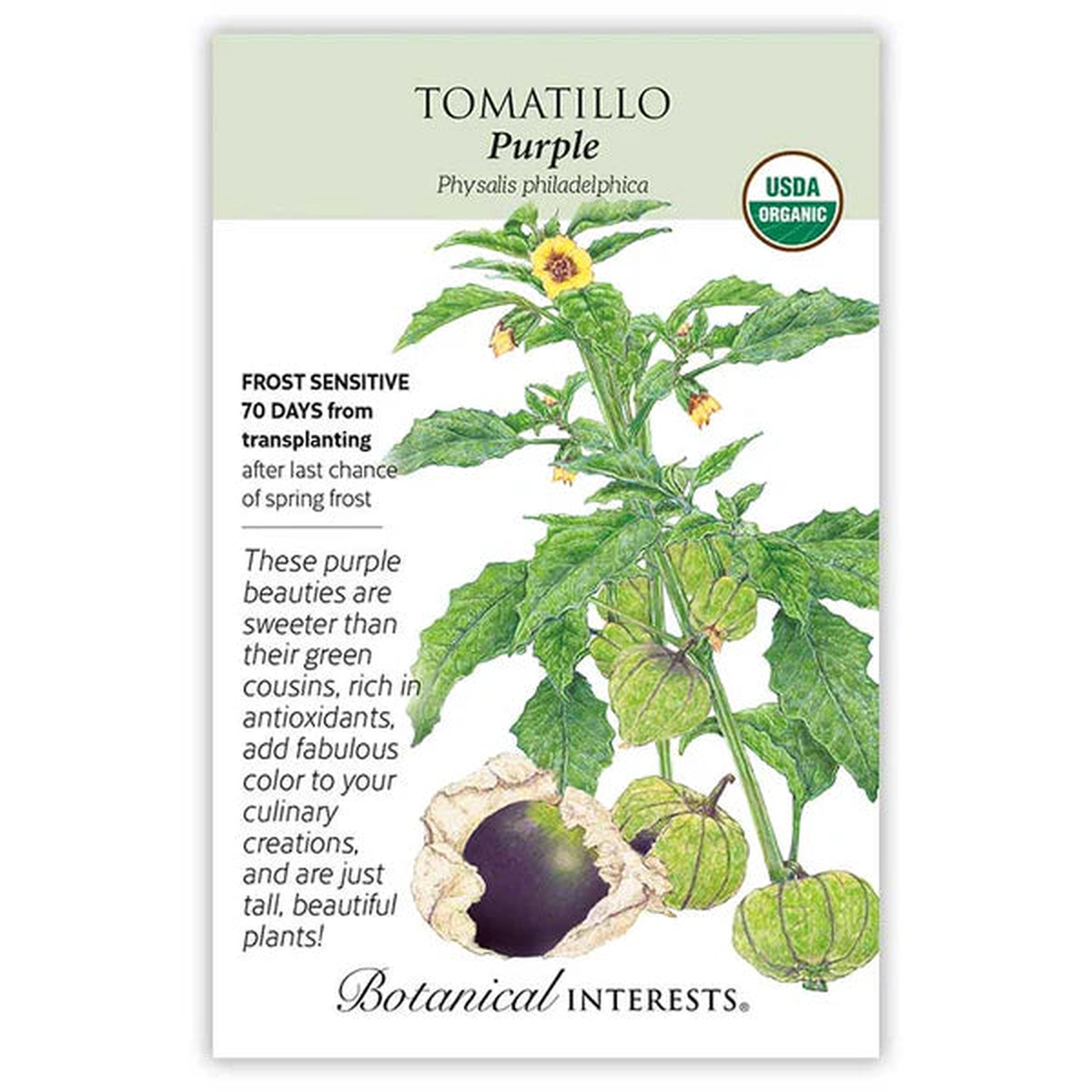 Tomatillo seeds, "Purple"