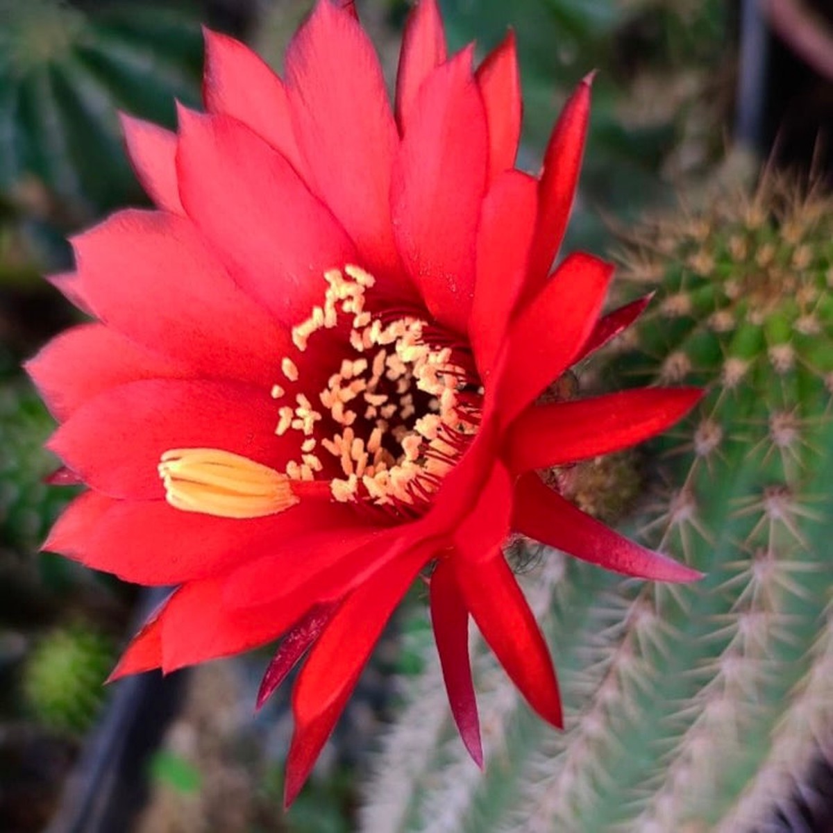 Trichocereus vatteri HYBRIDE WR122 SEEDS