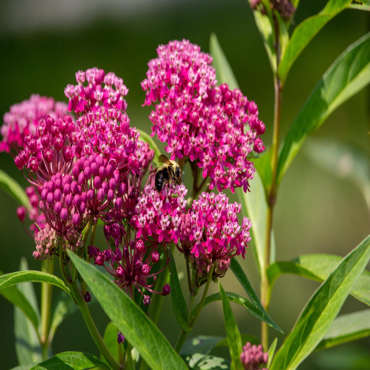 20 CINDERELLA MILKWEED Asclepias Incarnata Flower Seeds