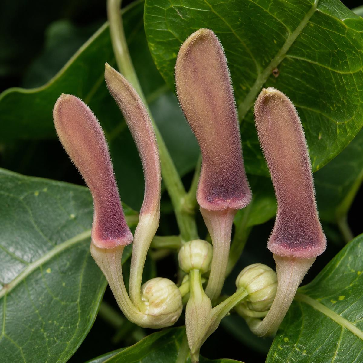 Aristolochia tagala SEEDS