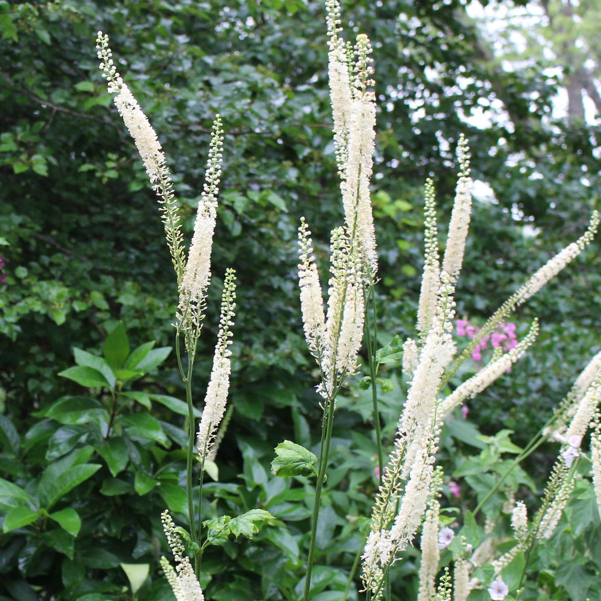 Black bugbane (Actaea racemosa) Seeds