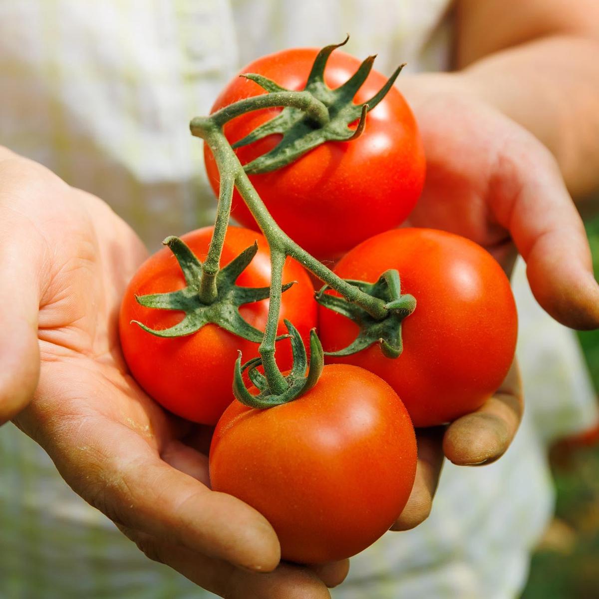 Campbell 33 Tomato (Solanum lycopersicum) Indeterminate