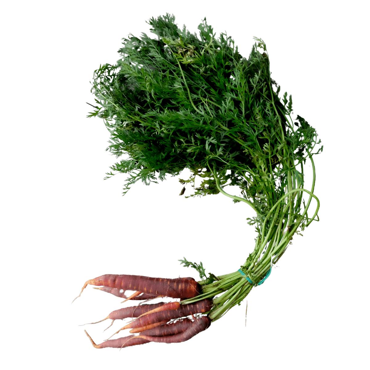 Carrot Dragons Certified Organic Seeds | West Coast Seeds