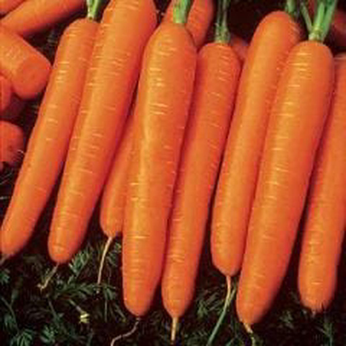 Carrot Nantes Half Long - Burpee Seeds