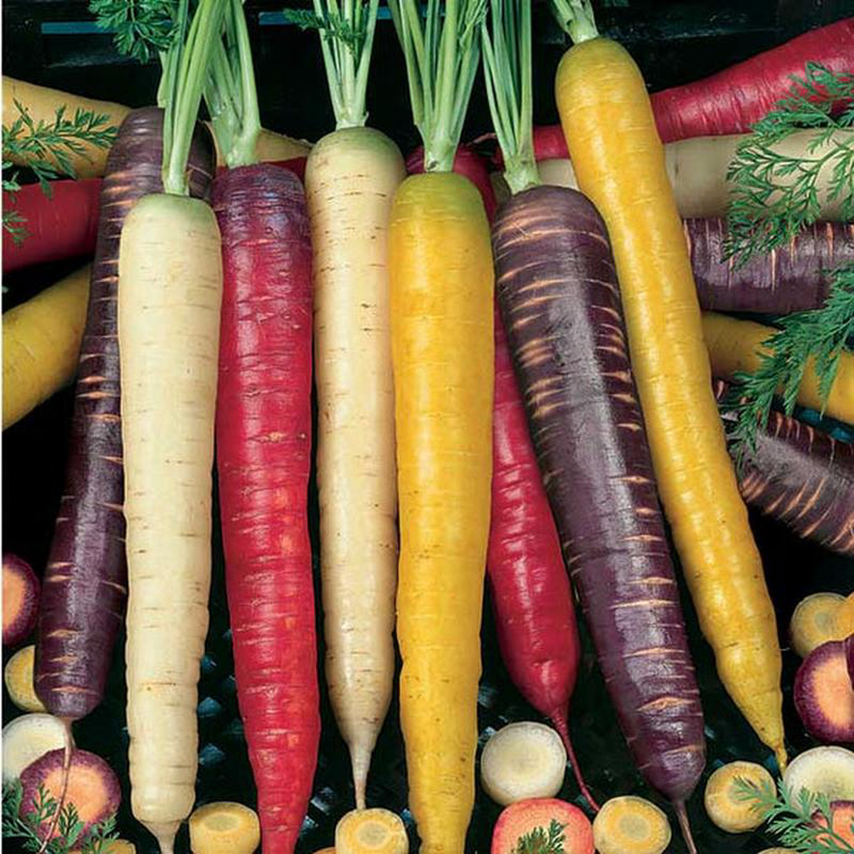 Carrot Rainbow Blend 8211 Ontario Seed Company