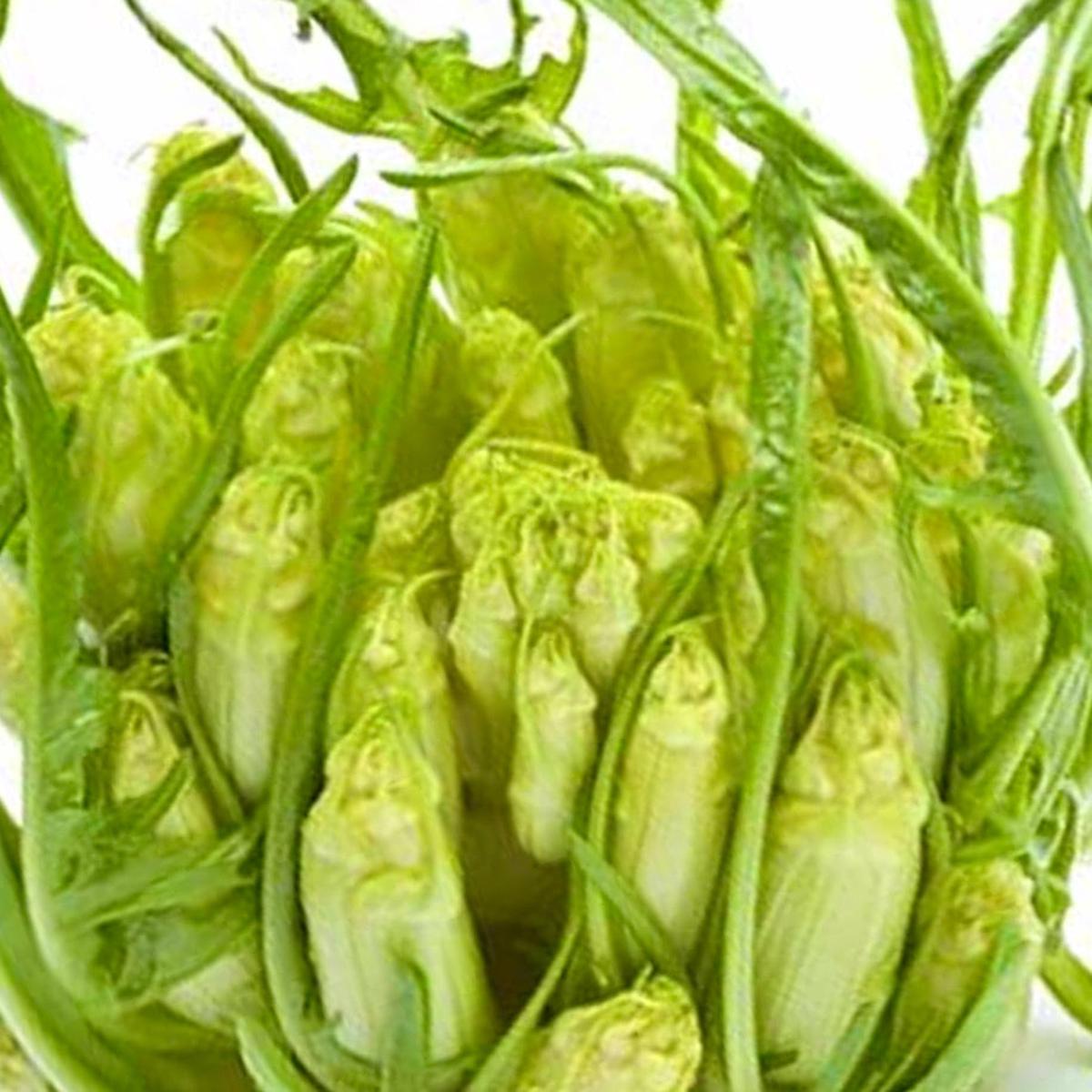 Cichorium intybus var. foliosum 'Early Galatina Chicory SEEDS