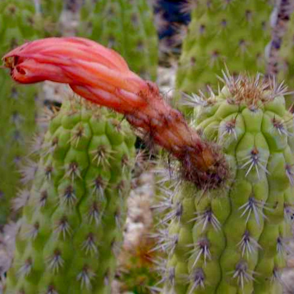 Clistanthocereus tessellatus SEEDS