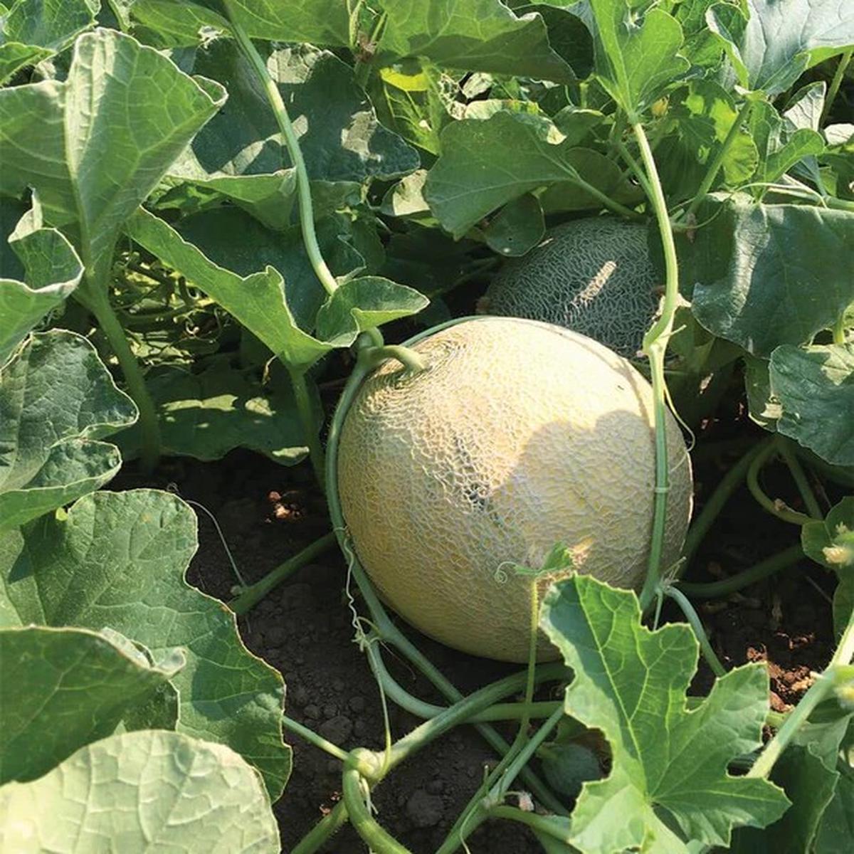 Melons - Divergent F1 Certified Organic