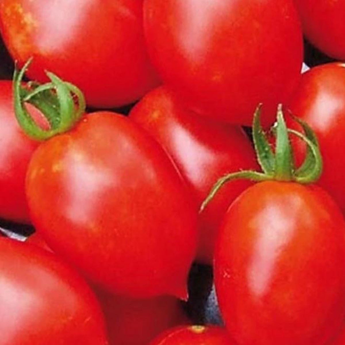Organic Tomato Principe Borghese - Metchosin Farm Seeds