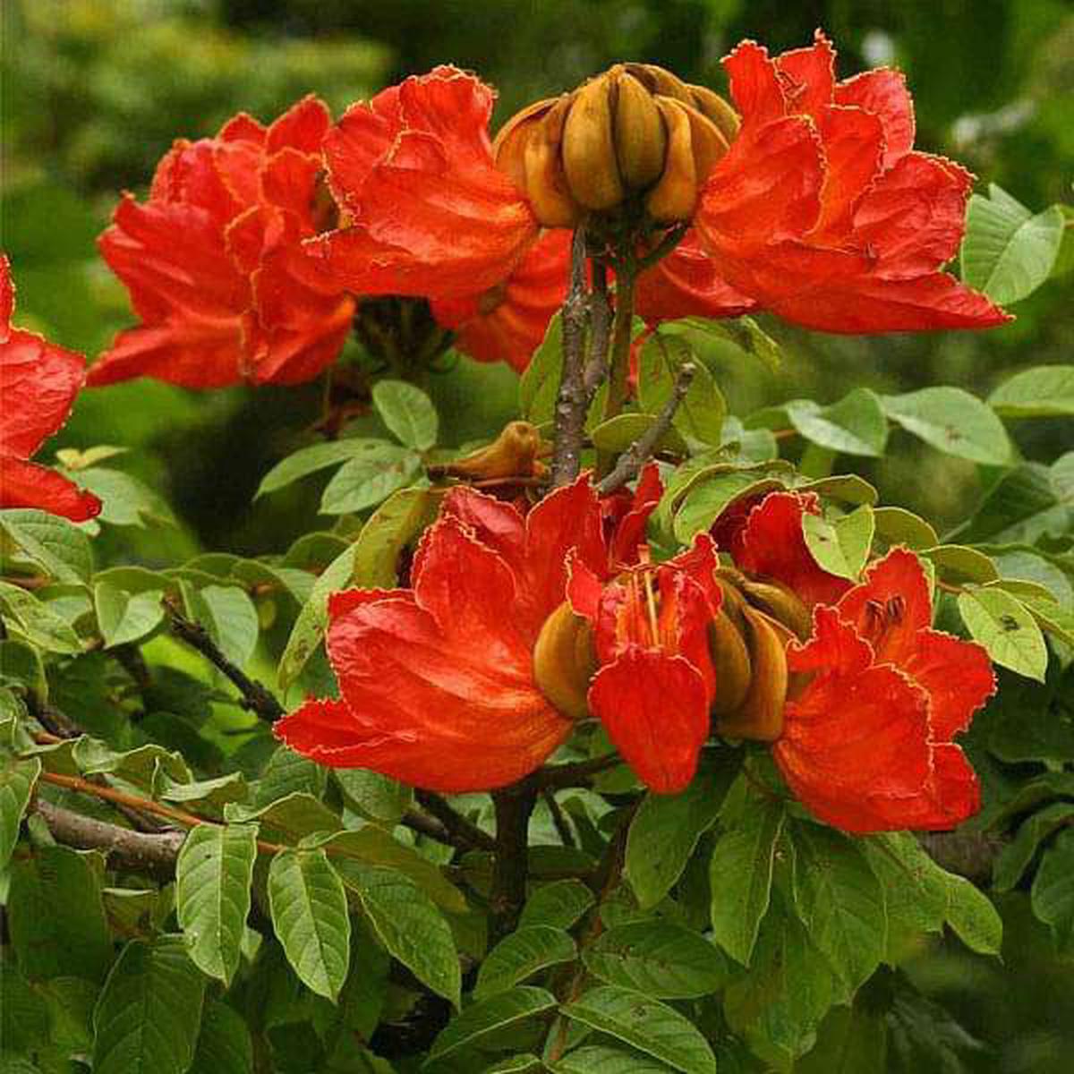 Spathodea Campanulata, African Tuliptree - 0.5 kg Seeds - Default Title