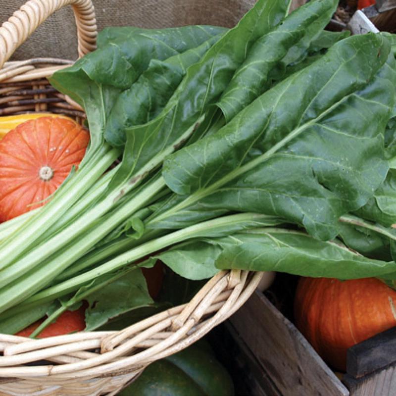 Spinach 'Perpetual' (Organic)