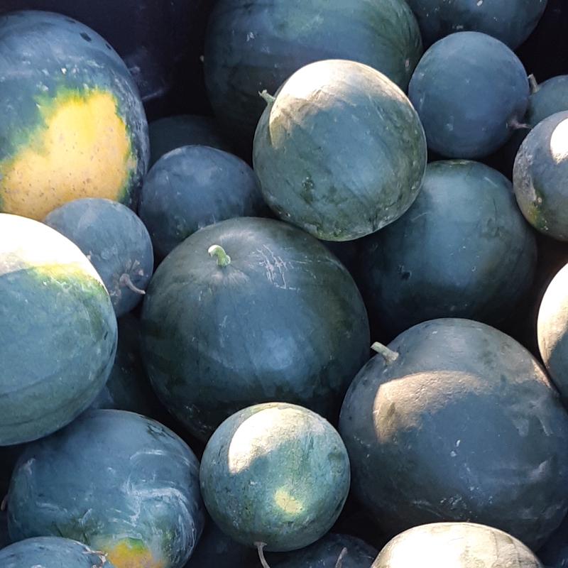 Sugar Baby Watermelon - Saanich Organics