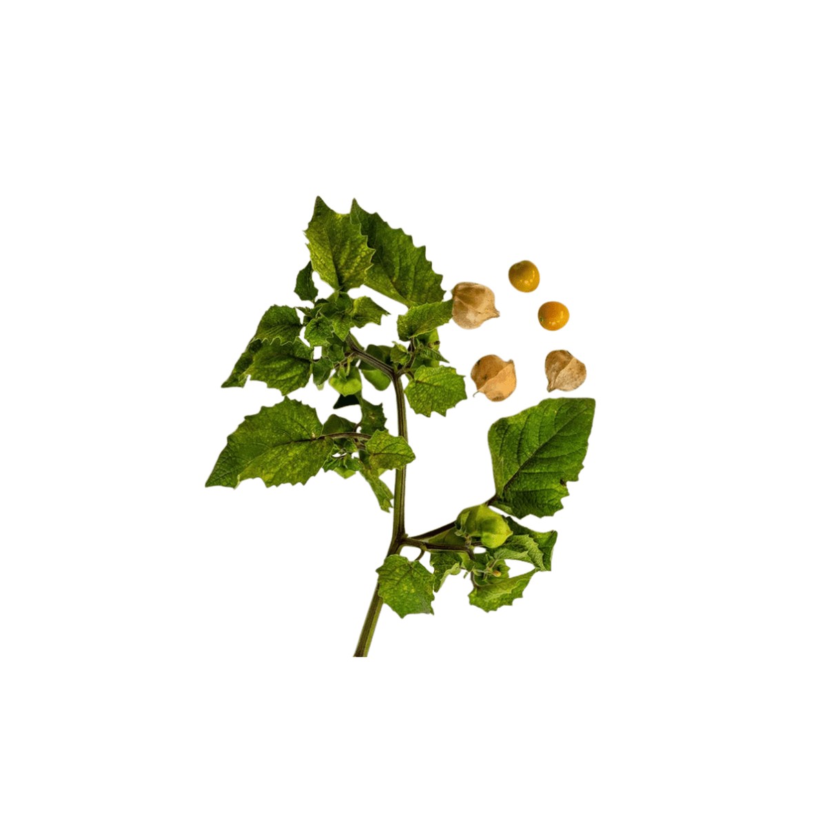 Tomatillo Aunt Molly's | West Coast Seeds