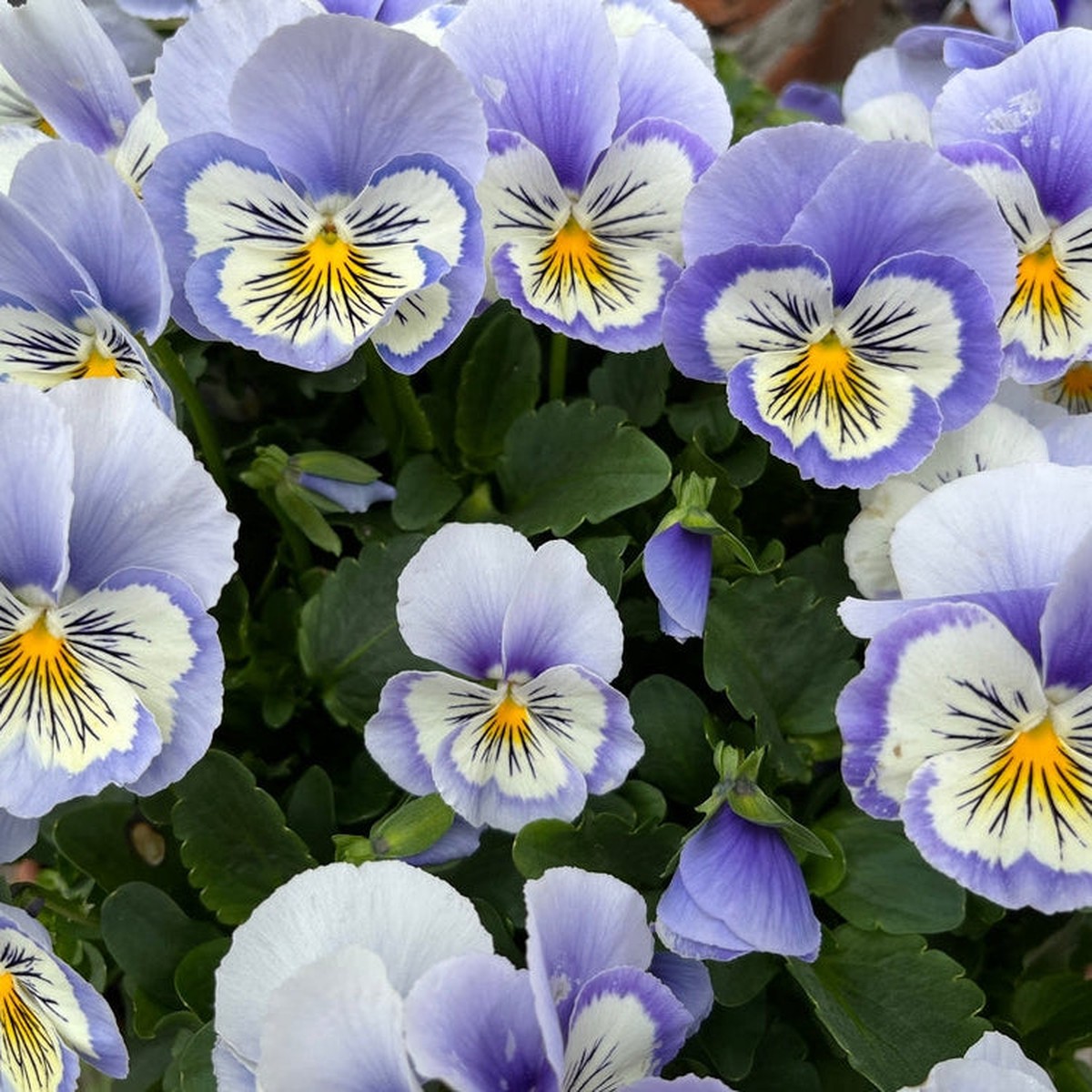 Viola Cats Marina Flower | X 30 Seeds