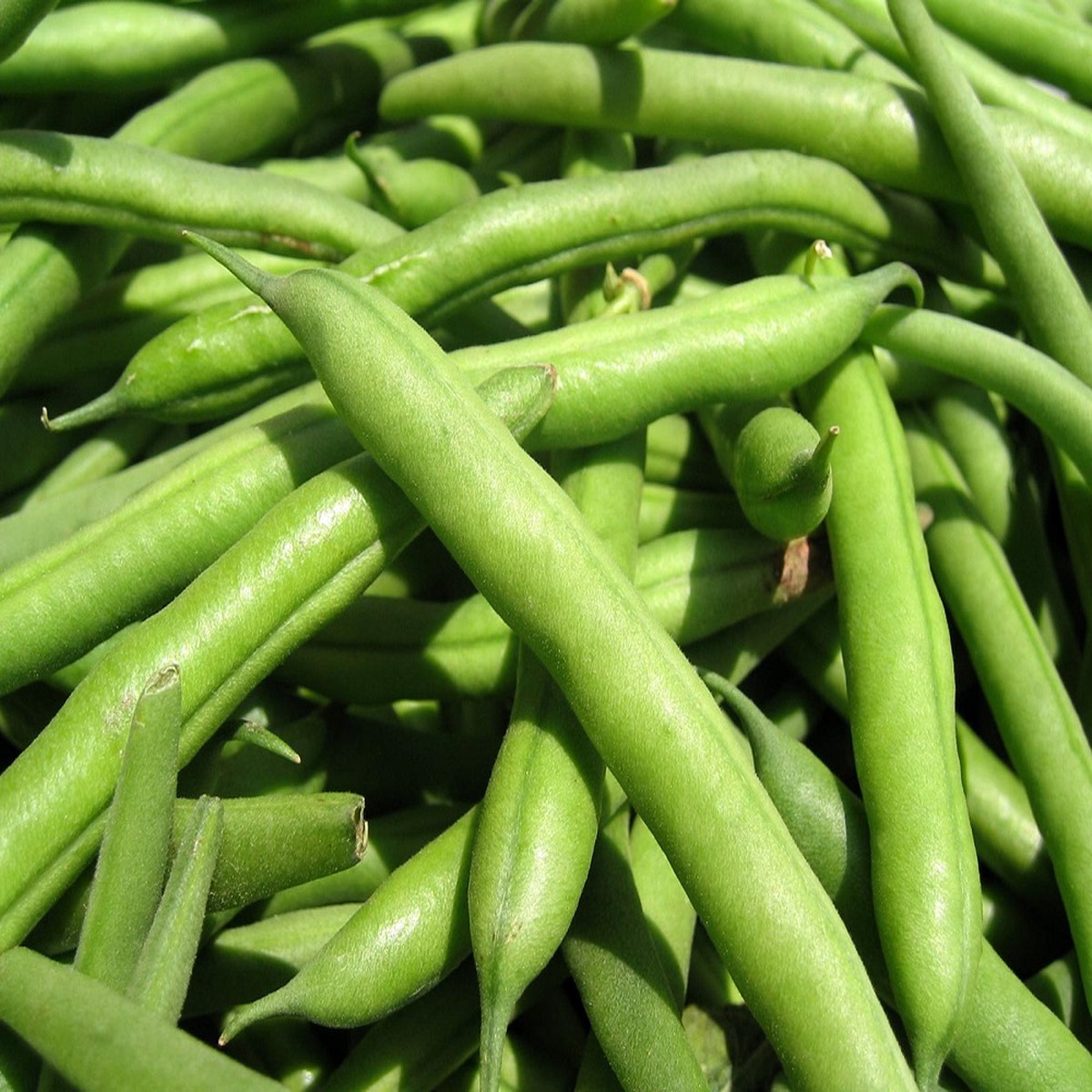 White Half Runner Mountaineer Bean Seeds - 4 Ounces