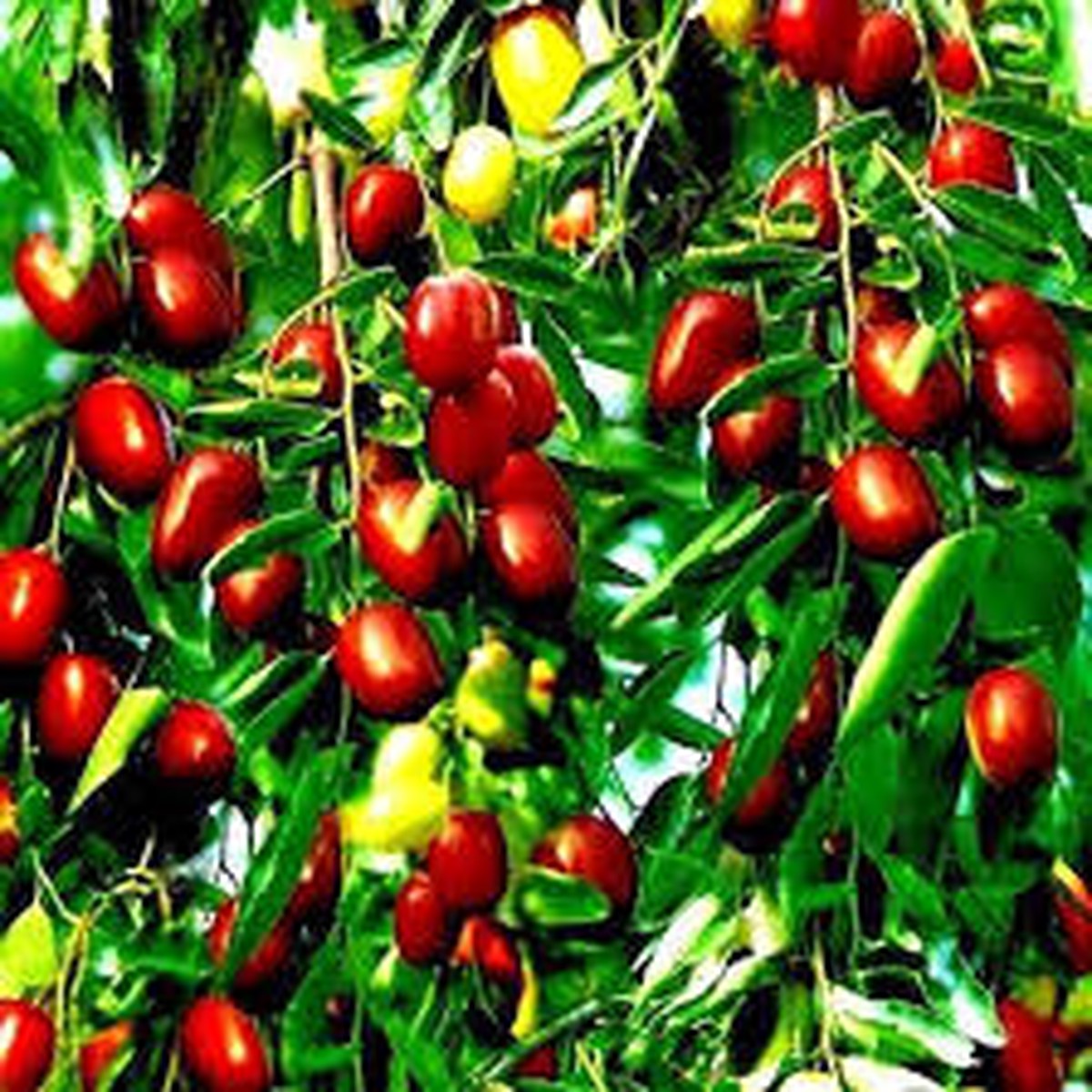 10 Jujube Fruit Tree Seeds (Ziziphus jujuba) Red Chinese Date, Fast Hardy, 30-40ft Mature Height