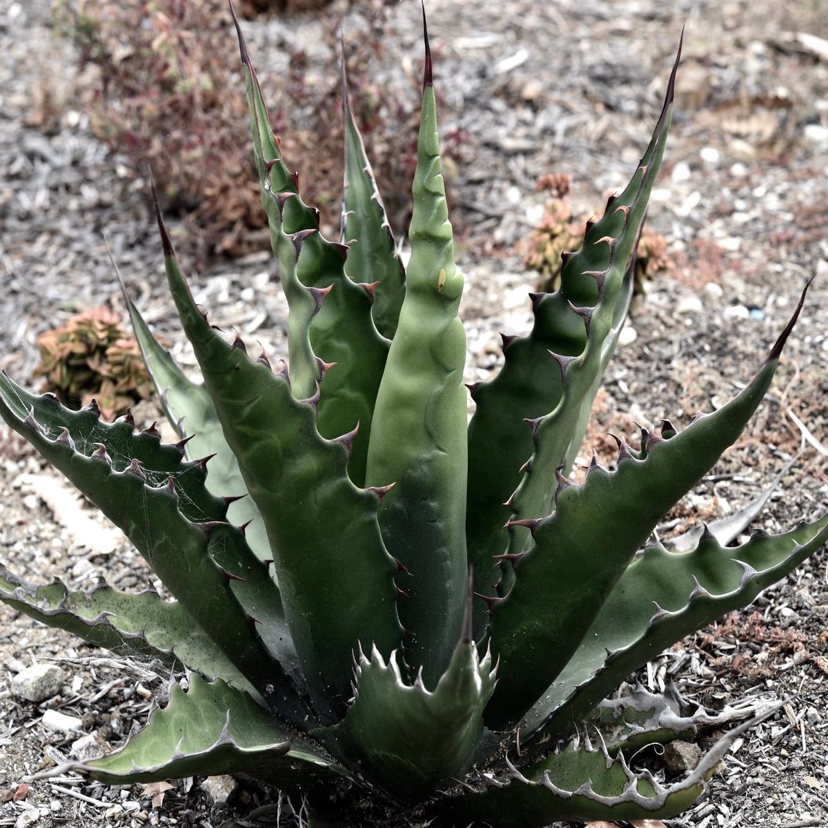Agave gentryi SEEDS