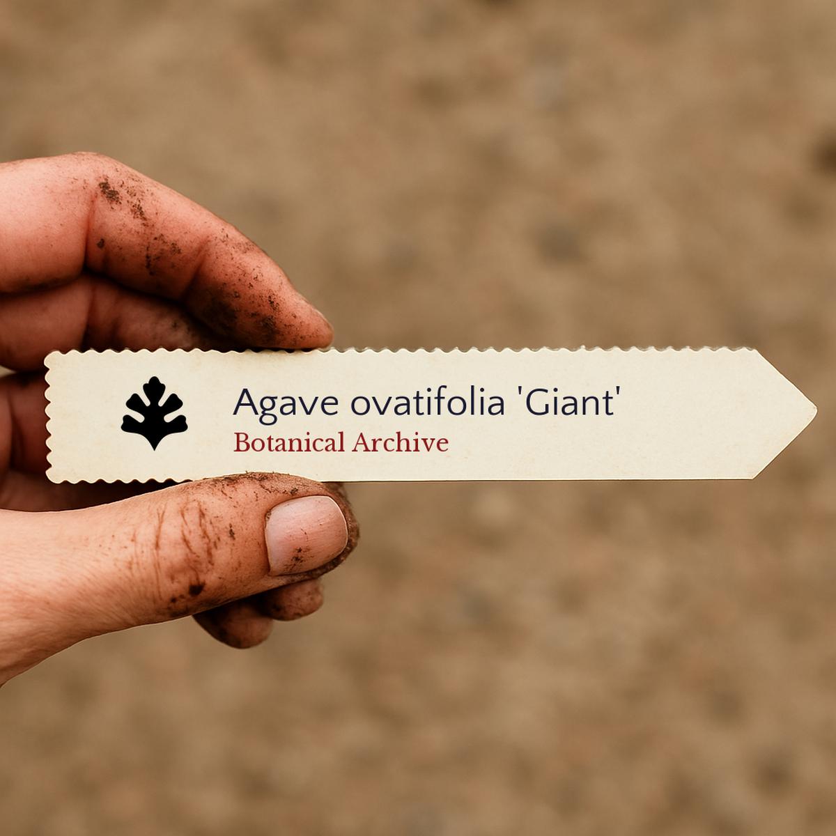 Agave ovatifolia 'Giant' SEEDS