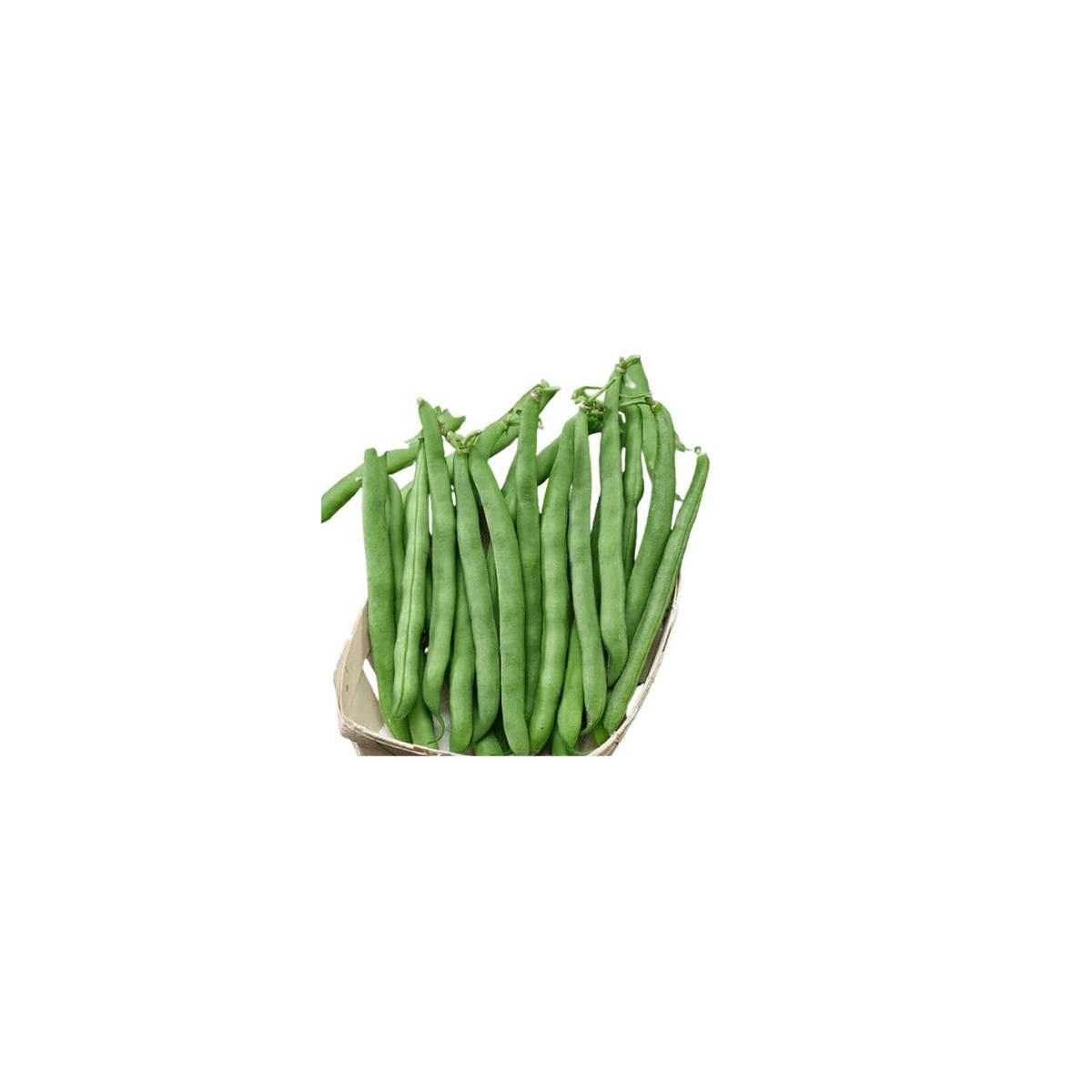 Bean Tendergreen Bush Seeds | OSC Seeds