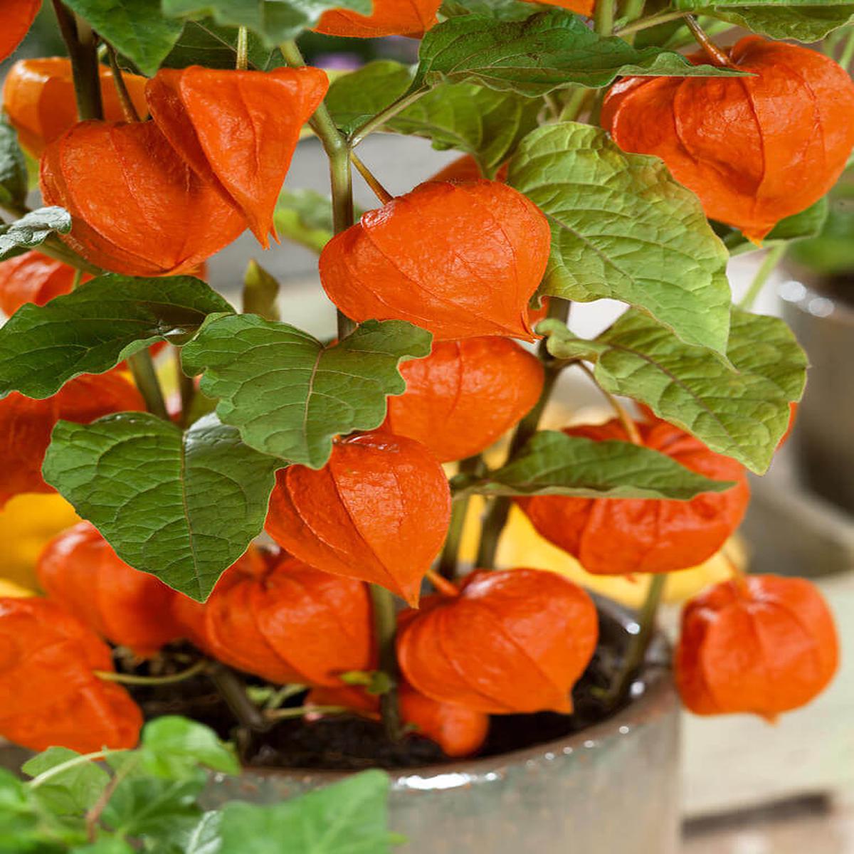 Chinese Lantern - Ontario Seed Company