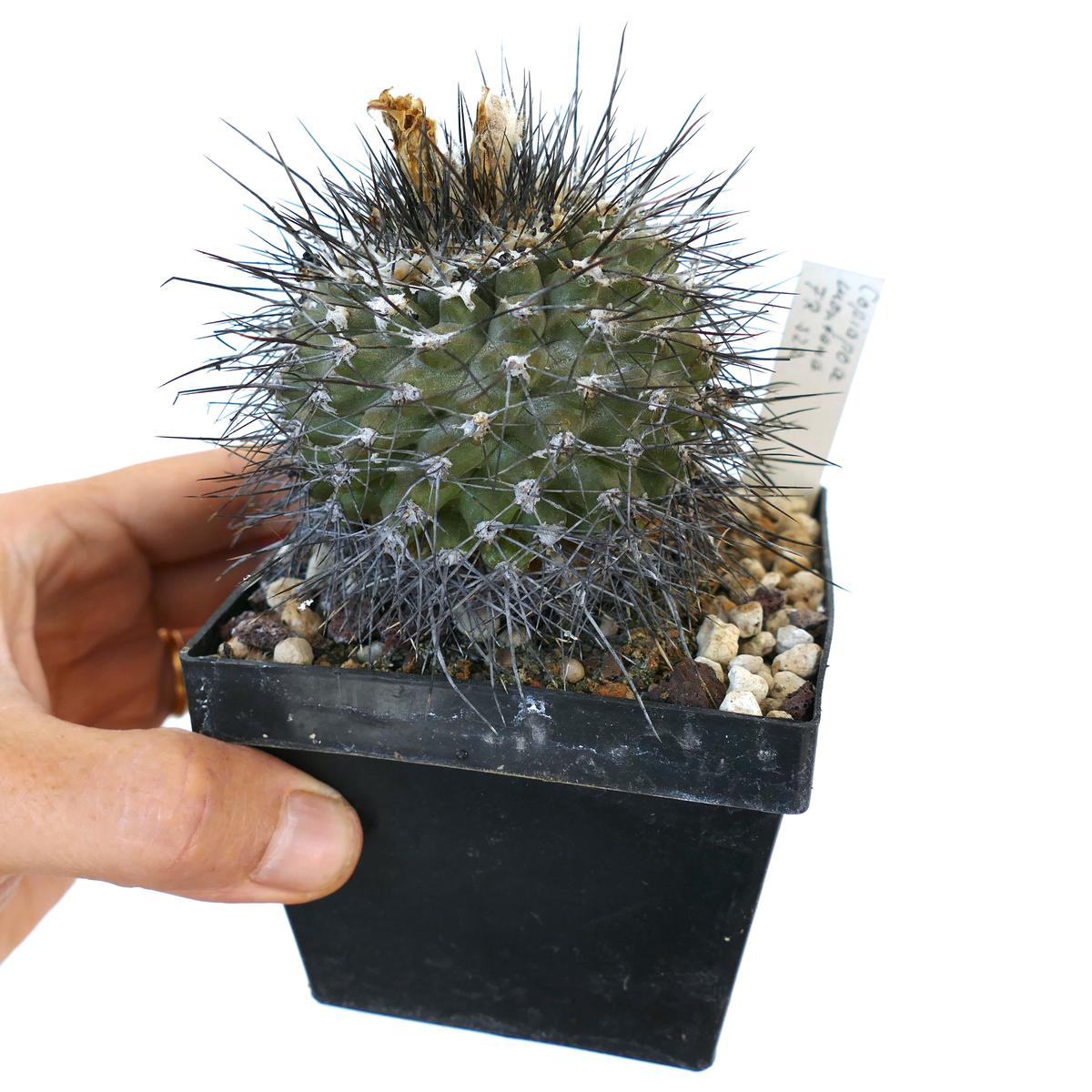 Copiapoa montana FR522 SEEDS