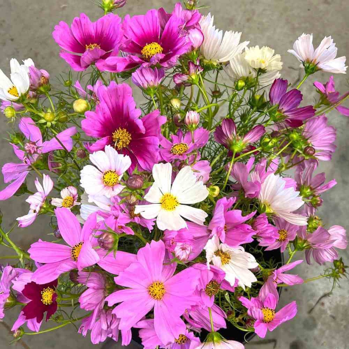 Cosmos, Sensation Mix