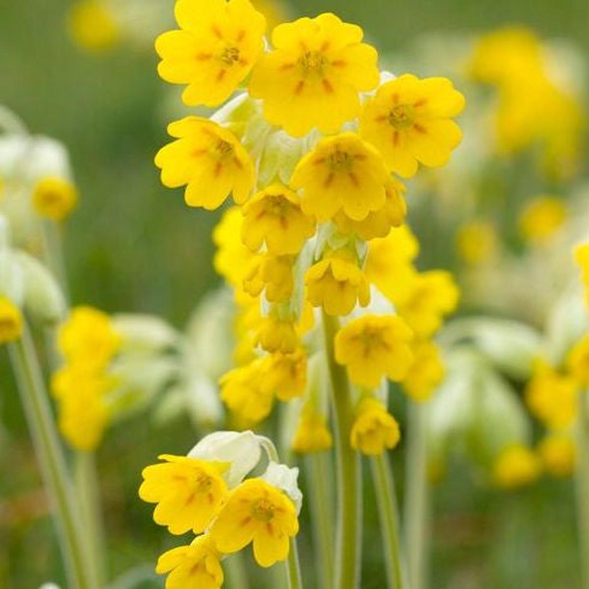 Cowslip (Primula veris) Perennial