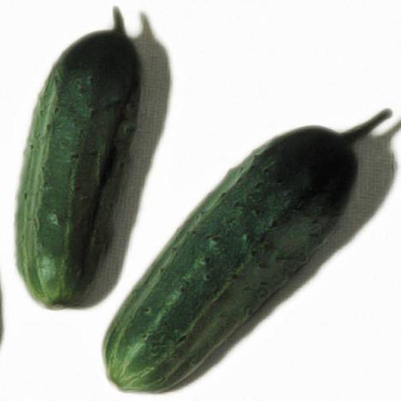 Cucumber Wisconsin SMR-58 - Aimer's Organic Seeds
