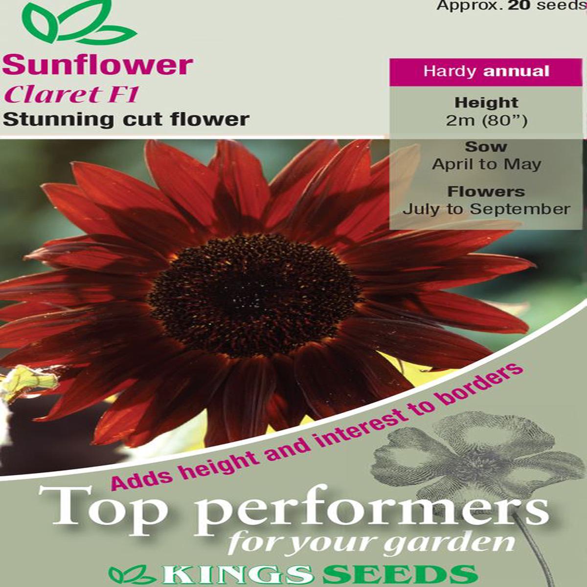 Kings Seeds Sunflower Claret F1 Seeds