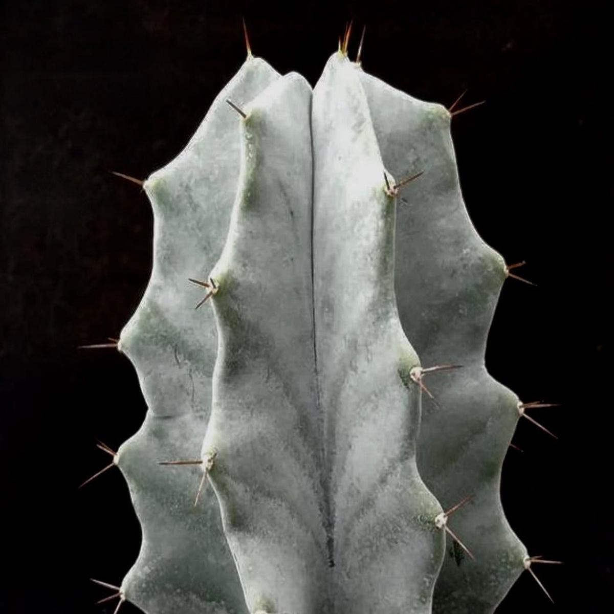 Lemaireocereus pruinosus SEEDS