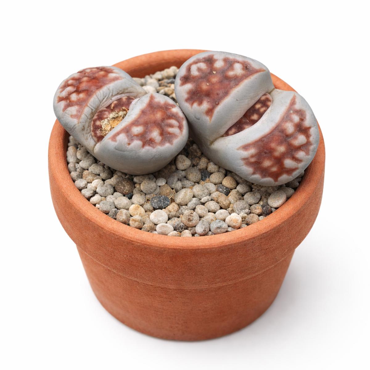 Lithops karasmontana ssp. karasmontana v. karasmontana C327 SEEDS